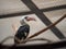 Von der Decken s hornbill tockus deckeni sits inside of a cage at a zoo exhibit