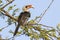 Von der Deckens Hornbill male sitting on a branch of a tree on a