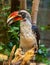 Von der Deckenâ€˜s deckenâ€˜s hornbill tockus deckeni, adult on tree trunk