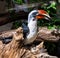 Von der Deckenâ€˜s deckenâ€˜s hornbill tockus deckeni, adult on tree trunk