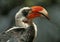 Von der Deckenâ€™s hornbill