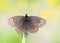 Voorjaarserebia, Woodland Ringlet, Erebia medusa