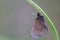 Voorjaarserebia, Woodland Ringlet, Erebia medusa