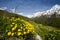 Voorjaarsganzerik, Alpine Cinquefoil, Potentilla crantzii