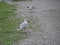 Voracious gull on the shore collecting chunks of food