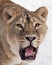 Voracious predatory gaze of the yellow eyes of a lioness right on you, the terrible roar of the open predatory mouth close up,