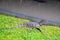 Voranus salvator is sunbathing and waiting for prey