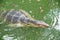 Voranus salvator swimming in the water