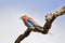 Vorkstaartscharrelaar, Lilac-breasted Roller, Coracias caudatus