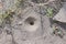 The vortex or a cone hole on the ground, the nest of Myrmeleon formicarius larvae, undur-undur, antlion animal