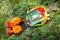 Votive offering with flowers, cookies and ribbons