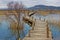 Vrana lake nature park wooden boardwalk