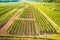 Vrbnik vineyards green landscape aerial view