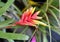 Vriesea carinata flower close up