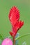 Vriesea cristiane flower