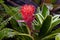 Vriesea Hybrid BROMELIACEAE Plant, Bromeliaceae, guzmania. Bromeliad or vriesea flower in garden. Close up of orange bromeliad.