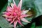 (vriesea imperialis) Bromeliad or Urn Plant (Aechmea fasciata).