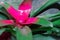 (vriesea imperialis) Bromeliad or Urn Plant (Aechmea fasciata)