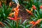 Vriesea multiflower astrid, flaming sword flowers, tropical plant specie from America