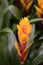 Vriesea Vriesea Bromeliaceae is a tropical ornamental plant