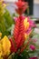 Vriesea Vriesea Bromeliaceae is a tropical ornamental plant with exotic flowers of various colors