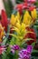 Vriesea Vriesea Bromeliaceae is a tropical ornamental plant with exotic flowers of various colors.