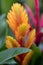 Vriesea Vriesea Bromeliaceae is a tropical ornamental plant with exotic flowers of various colors