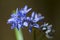 Vroege sterhyacint, Two-leaf squill, Scilla bifolia