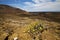 vulcanic timanfaya spain plant flower