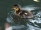 Vulnerable duckling swimming