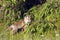 Vulpes vulpes, Red baby fox standing in deep grass, Vosges, France