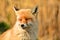 Vulpes vulpes - Red fox