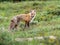 Vulpes Vulpus Macroura - Rocky Mountain Red Fox