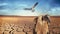 vulture in arid desert