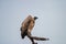 Vulture bird national park south africa