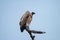 Vulture bird national park south africa