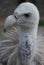 Vulture at bird show outside Almaty, Kazakhstan