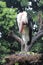 A vulture biting his feather