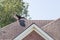 Vulture or Buzzard Atop Resident Home in Horaltic Pose
