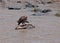 Vulture on carcase in the Mara River