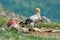 Vulture with carcass.Egyptian vulture, Neophron percnopterus, big bird of prey sitting on stone, rock mountain, nature habitat, Ma