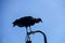 Vulture in Cartagena, Colombia in the year 2020 - the corona pandemic