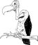 Vulture Cartoon Illustration