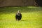 Vulture catching water drops