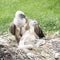 Vulture with chick, African white-backed vulture - Gyps africanus - 