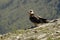 A vulture eating in the Pyrenees