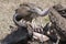Vulture feeding on caracasses of gnu, Africa