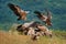 Vulture fight in nature. Griffon Vulture, Gyps fulvus, big bird flying in the forest mountain, nature habitat, Madzarovo, Bulgaria