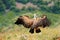 Vulture fight in nature. Griffon Vulture, Gyps fulvus, big bird flying in the forest mountain, nature habitat, Madzarovo, Bulgaria