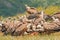 Vulture fight in nature. Griffon Vulture, Gyps fulvus, big bird flying in the forest mountain, nature habitat, Madzarovo, Bulgaria